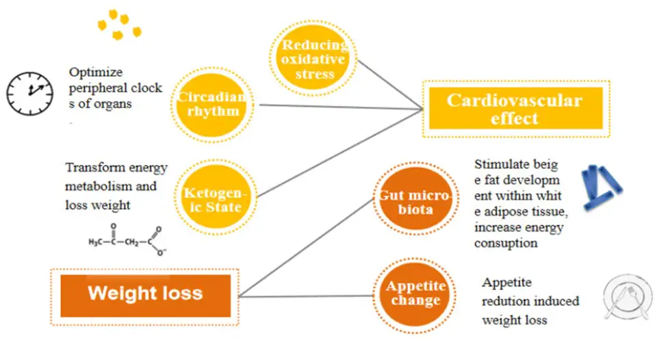 Schema dei possibili meccanismi del digiuno intermittente che influenzano il metabolismo