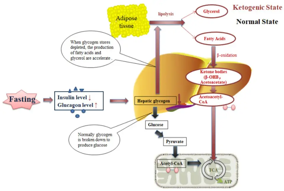 Schema degli stati di approvvigionamento energetico prima e dopo il digiuno prolungato
