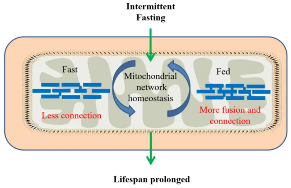 Schema dell’interazione tra digiuno intermittente e rete mitocondriale